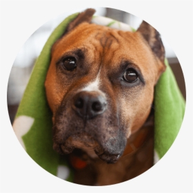 Dog Earth Rated - Boxer, HD Png Download, Free Download