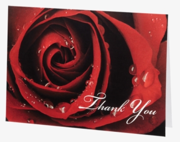Who To Thank - My Love Is Like A Red Red Rose, HD Png Download, Free Download