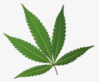 Small Marijuana Leaf , Png Download - Small Marijuana Leaf, Transparent Png, Free Download