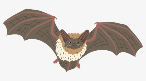 Bat - Little Brown Myotis, HD Png Download, Free Download