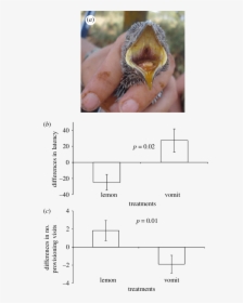 Wood Thrush, HD Png Download, Free Download