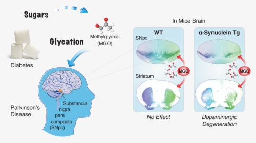 Esquema Glycation - Dog Daycare, HD Png Download, Free Download