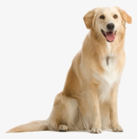 Dog Png With Teeth - Dog Png, Transparent Png, Free Download