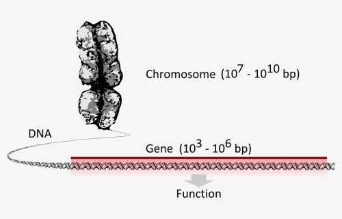 Chromosome Dna Gene , Png Download - Chromosome Dna Gene Svg, Transparent Png, Free Download