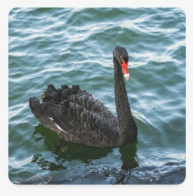 Peaceful Black Swan Square Coaster - Nassim Nicholas Taleb, HD Png Download, Free Download