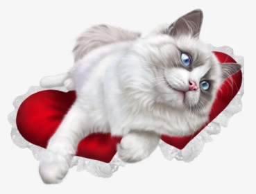 Forgetmenot Animals Cats Pinterest - Ragdoll Cat Transparent Background, HD Png Download, Free Download
