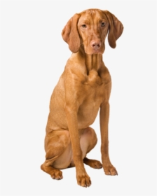 Why Choose A Vizsla To Be The" 								 Title="why - Hungarian Vizsla Dog Png, Transparent Png, Free Download