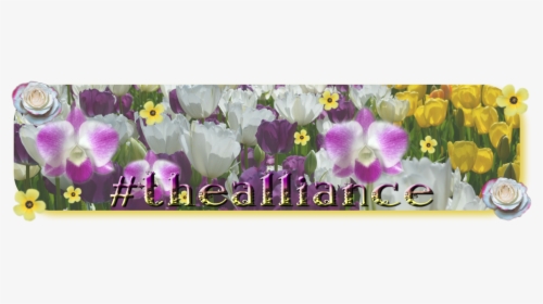 #thealliance Ladies 1 - Tulipa Humilis, HD Png Download, Free Download