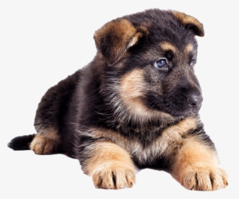 German Shepherd Puppy Transparent - Chó Becgie Con Ăn Gì, HD Png Download, Free Download