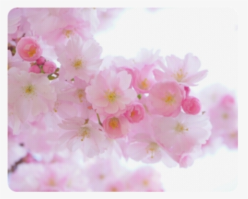 Beautiful Pink Japanese Cherry Tree Blossom Rectangle - Cherry Blossom, HD Png Download, Free Download