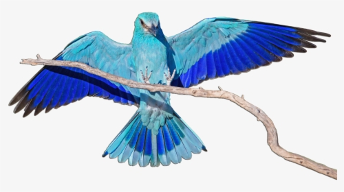 Coracias Garrulus 162 - Coracias Garrulus, HD Png Download, Free Download