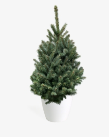 Transparent Blue Christmas Tree Png - Houseplant, Png Download, Free Download