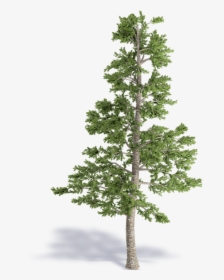 Conifer Tree Png, Transparent Png, Free Download