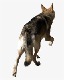 Angry Wolf Png, Transparent Png, Free Download