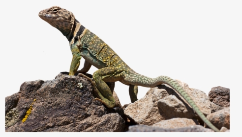 Download Lizard Png Transparent Images Transparent - Reptiles Png, Png Download, Free Download