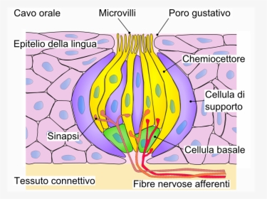 Gemma Gustativa - Microvilli In Taste Cell, HD Png Download, Free Download
