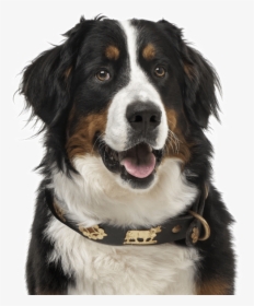 Bernese Mountain Png, Transparent Png, Free Download