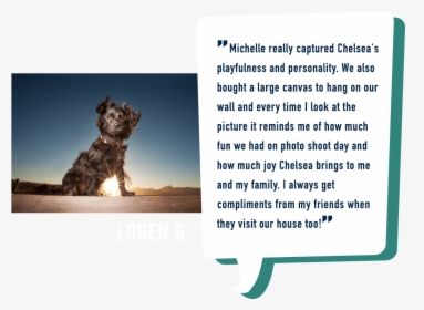Professional Dog Photographer Five Star Review Bay - Schnoodle, HD Png Download, Free Download