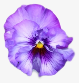 #pansy #flower #flowers #love #purple - Pansy, HD Png Download, Free Download
