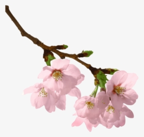 Free Png Download Spring Branch Png Images Background - Branch With Flowers Png, Transparent Png, Free Download