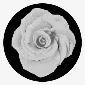 Apollo Dew Water Drop Rose - Black Water Drop Rose, HD Png Download, Free Download