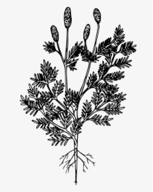 American Larch,white Pine,plant - Pine Family, HD Png Download, Free Download