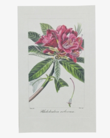 Picture Of Tree Rhododendron Herbier Général De L"amateur - Mountain Laurel, HD Png Download, Free Download