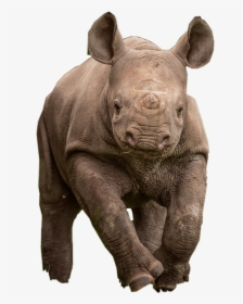 Indian Rhinoceros, HD Png Download, Free Download