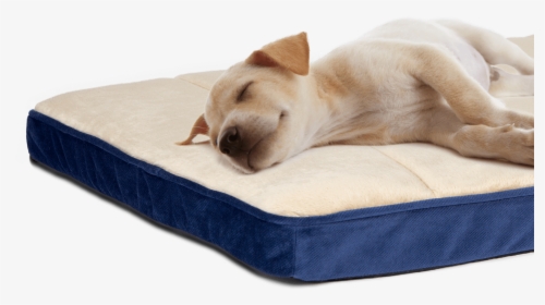 Dog Sleeping On Comfortable Dog Bed - Companion Dog, HD Png Download, Free Download