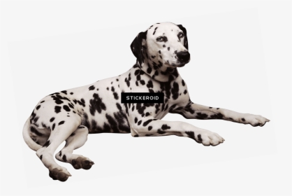 Dalmatian Lying Down - Free Clip Art Dalmatian Dogs, HD Png Download, Free Download