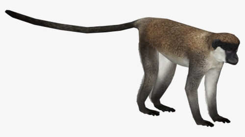 New World Monkey, HD Png Download, Free Download