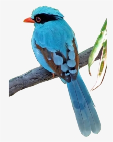 Aves Png - 2/4 - Imágenes - Gongbi , Png Download - Portable Network Graphics, Transparent Png, Free Download