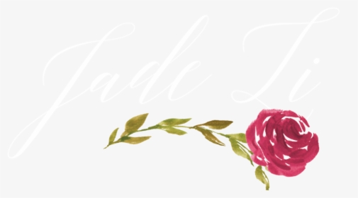 Jadeli Wht 5i - Garden Roses, HD Png Download, Free Download