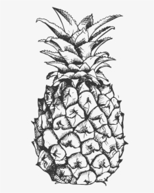 Pineapple Clipart Fancy - Pineapple Vector Black And White, HD Png Download, Free Download