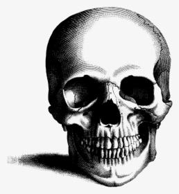 Cross Hatching On Skull, HD Png Download, Free Download