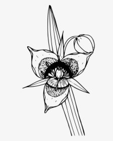 Cat"s Ear Lily - Clip Art, HD Png Download, Free Download