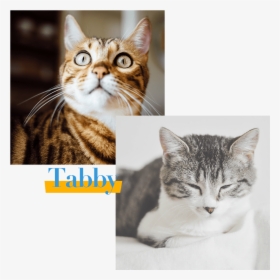 Tabby Cat - Cat, HD Png Download, Free Download