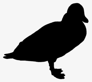 Duck, HD Png Download, Free Download