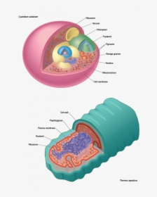 Clip Art, HD Png Download, Free Download