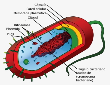 Average Prokaryote Cell-es - Internal Structure Of Bacteria, HD Png Download, Free Download