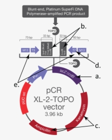 Pcr Xl 2 Topo Vector, HD Png Download, Free Download