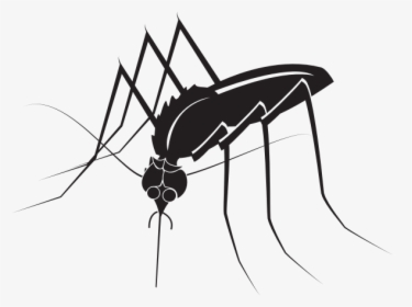 Mosquito Insect - Mosquito, HD Png Download, Free Download
