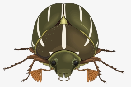 Free Vector Insect - Beetle Bug Front View, HD Png Download, Free Download
