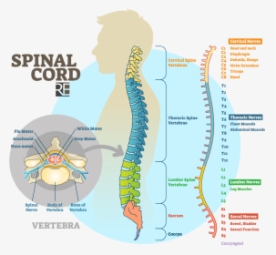 Raynes Erickson Spinal Cord Diagram - Spinal Cord Anatomy, HD Png Download, Free Download