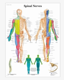 Anatomical Chart - Spinal Nerves - Spine Nerve Anatomy, HD Png Download, Free Download