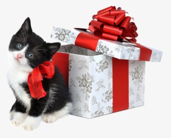Gato Com Laço - Black And White Cat Merry Christmas, HD Png Download, Free Download