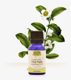 Essential Oil Tea Tree Oil, HD Png Download, Free Download