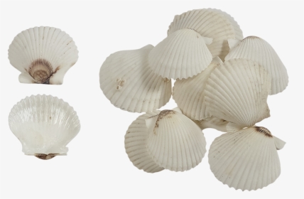 Florida White Scallop - Scallop, HD Png Download, Free Download