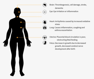 Dust Size Accessible To The Human Body - Human, HD Png Download, Free Download