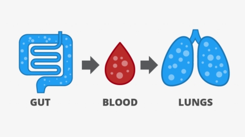 Gases Are Released In The Gut, Absorbed Into The Blood - Hydrogen Breath Test Icon, HD Png Download, Free Download